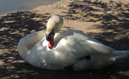 animal bird swan