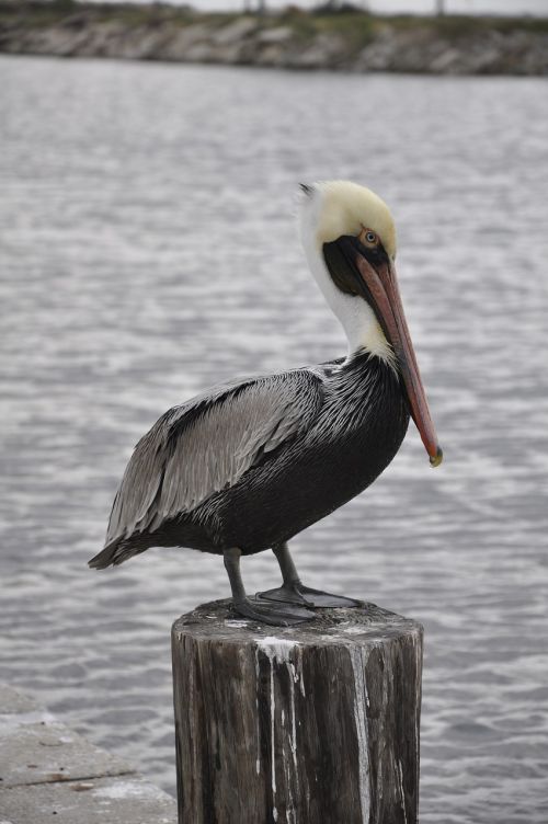 animal bird pelican