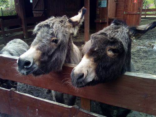 animal donkey farm