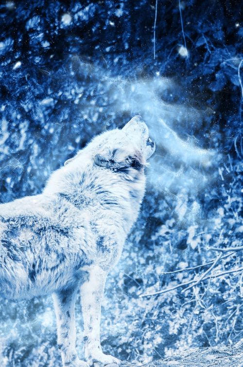 animal wolf howl