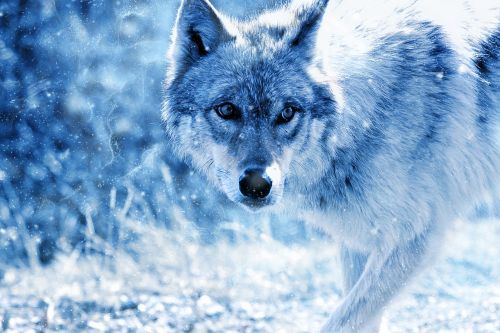 animal wolf snow