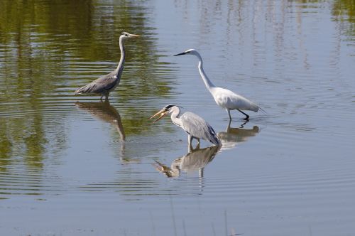 animal river waterside