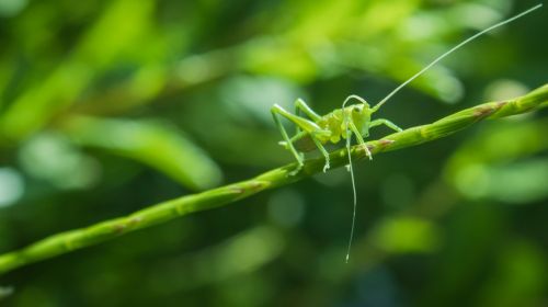 animal macro close