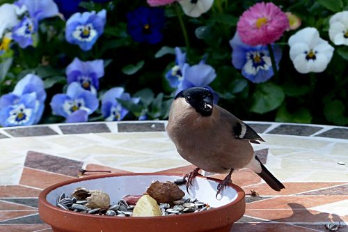 animal bird bullfinch