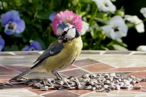 animal bird tit