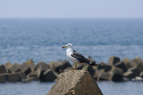 animal sea beach