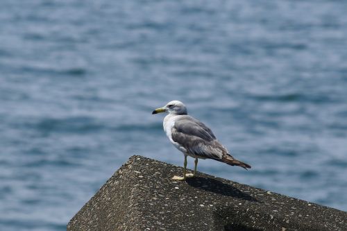 animal sea beach