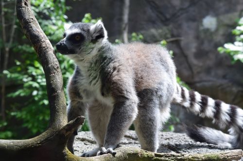 animal lemur wild