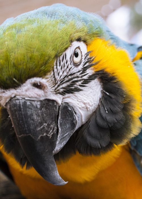 animal parrot bird