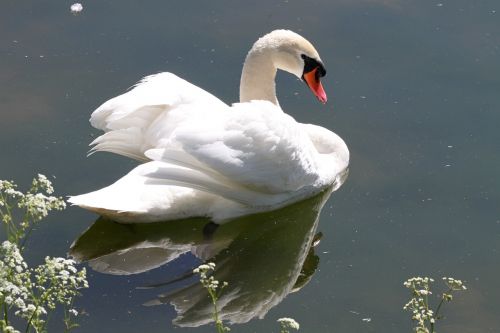 animal goose bird