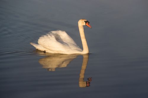 animal mute swan swan