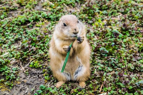 animal cute zoo