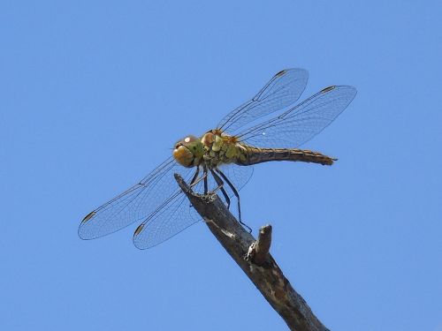 animal insect dragonfly