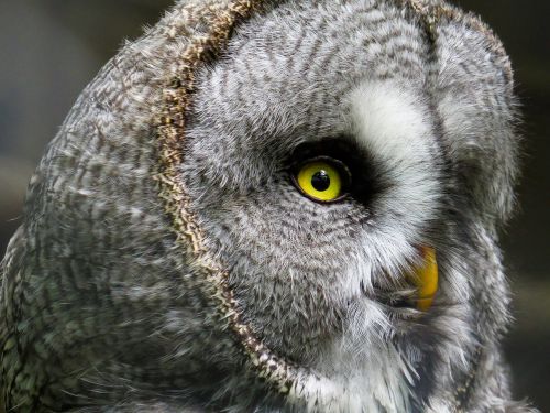 animal owl bird