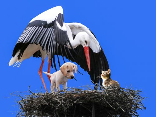 animal bird stork