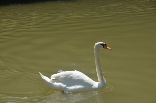 animal swan white