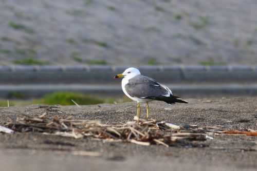 animal sea beach