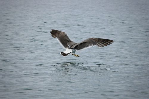 animal sea seabird