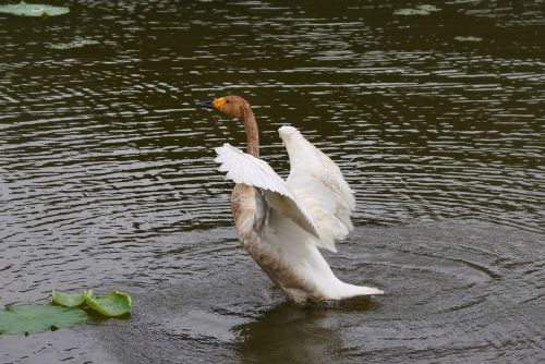 animal waterfowl swan