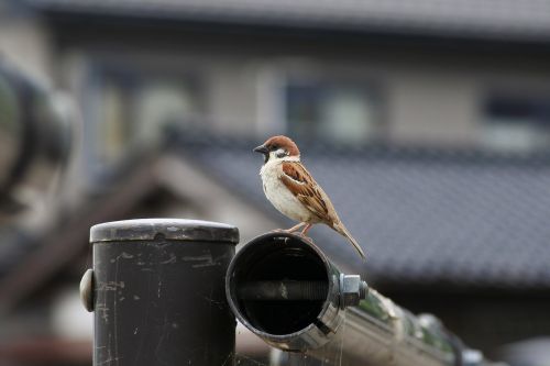 animal little bird sparrow