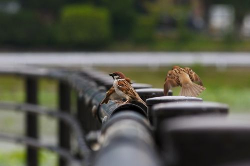 animal little bird sparrow