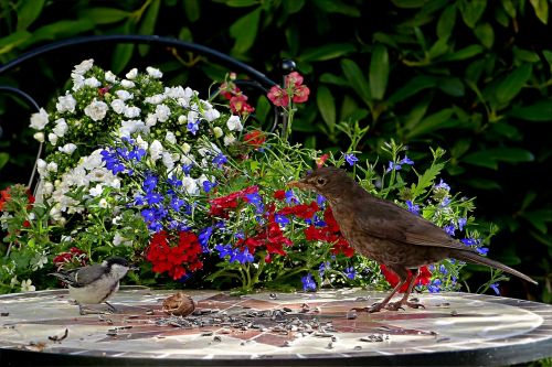 animal bird blackbird