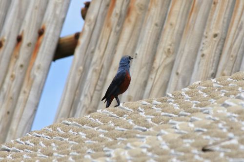 animal beach little bird