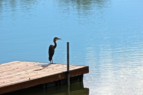 animal nature lake