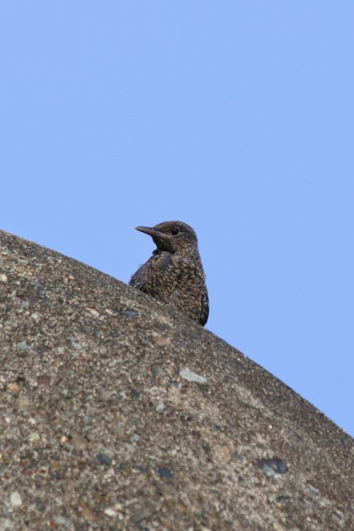 animal beach little bird