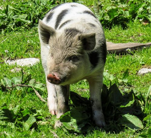 animal pig piglet