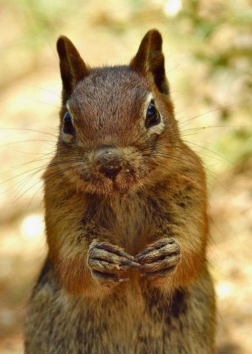 animal squirrel cute