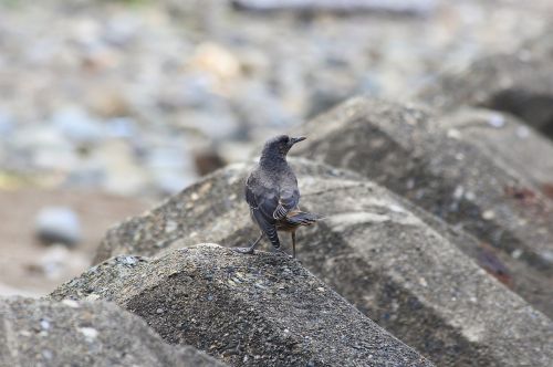 animal sea beach