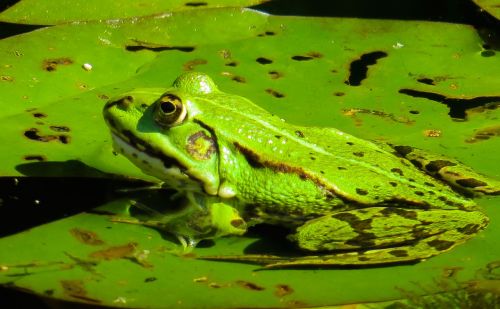 animal nature frog