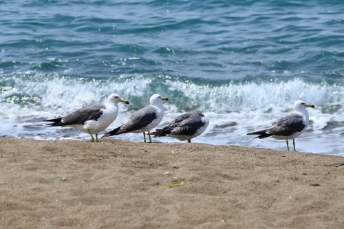 animal sea beach