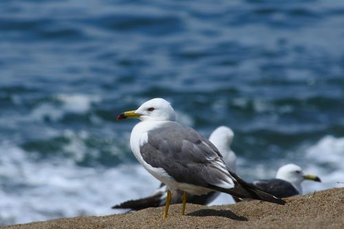 animal sea beach