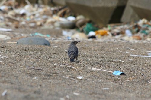 animal beach little bird