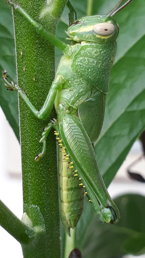 animal grasshopper leaf eater