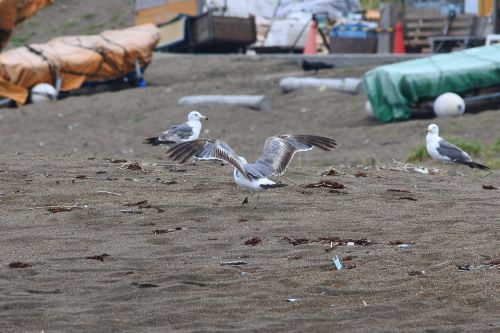 animal beach seabird