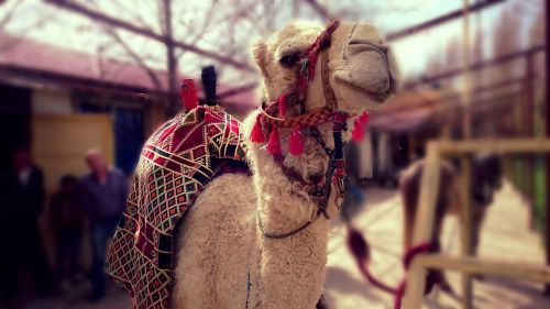animal camel desert