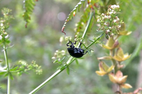 animal beetle black beetle