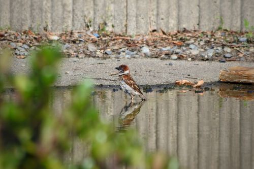 animal little bird sparrow