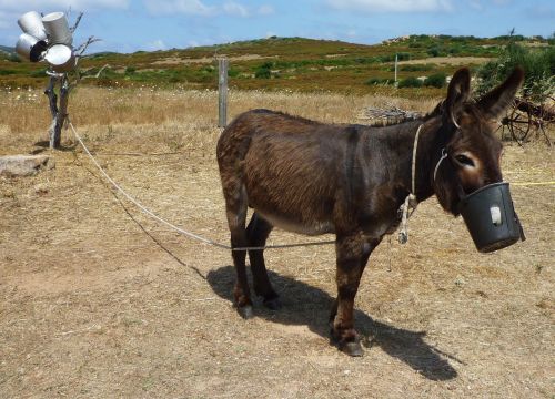 animal donkey italy