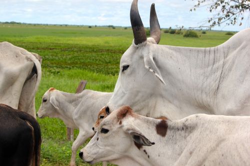 animal cow horns