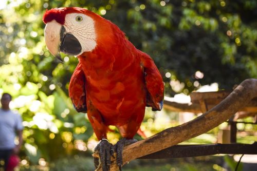 animal macaw nature