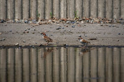 animal little bird sparrow