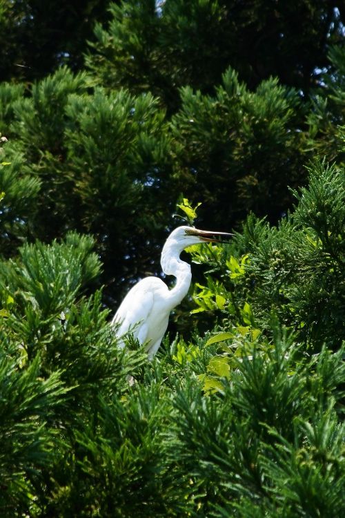 animal heron egret