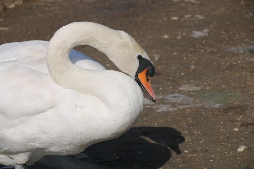 animal bird nature