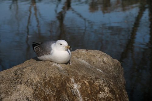 animal bird nature