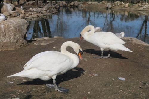 animal bird nature