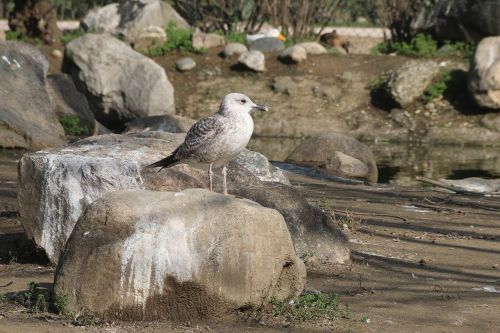 animal bird nature